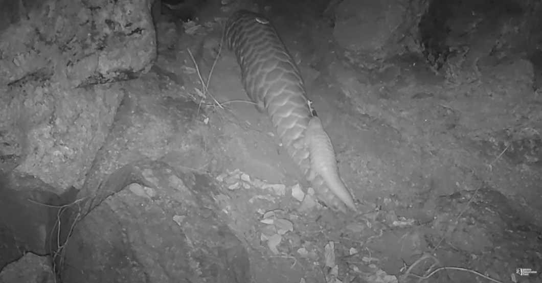A Pangolin Success Story: Mother and Pup Thriving in the Wild