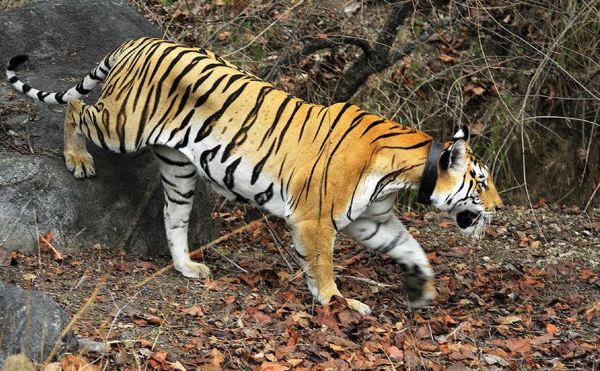 WCT Corridor Connectivity: A radio- collared tiger