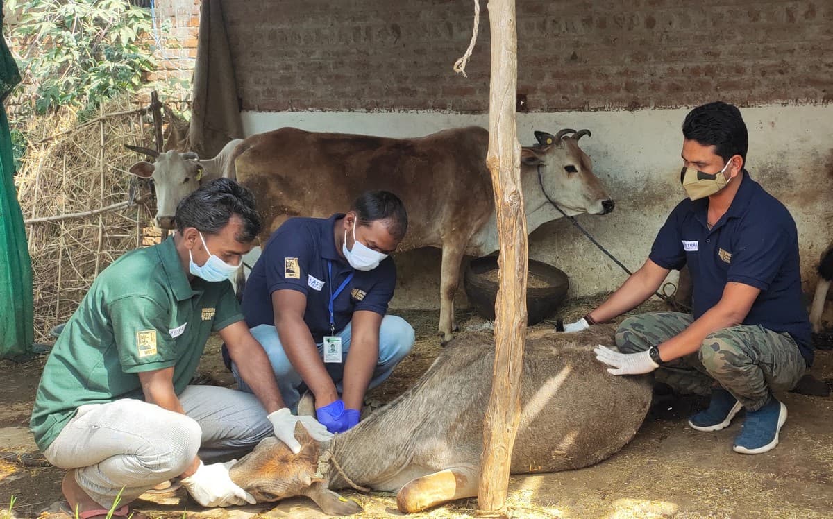 WCT: Collection of blood sample for bovine tuberculosis (bTB) surveillance project