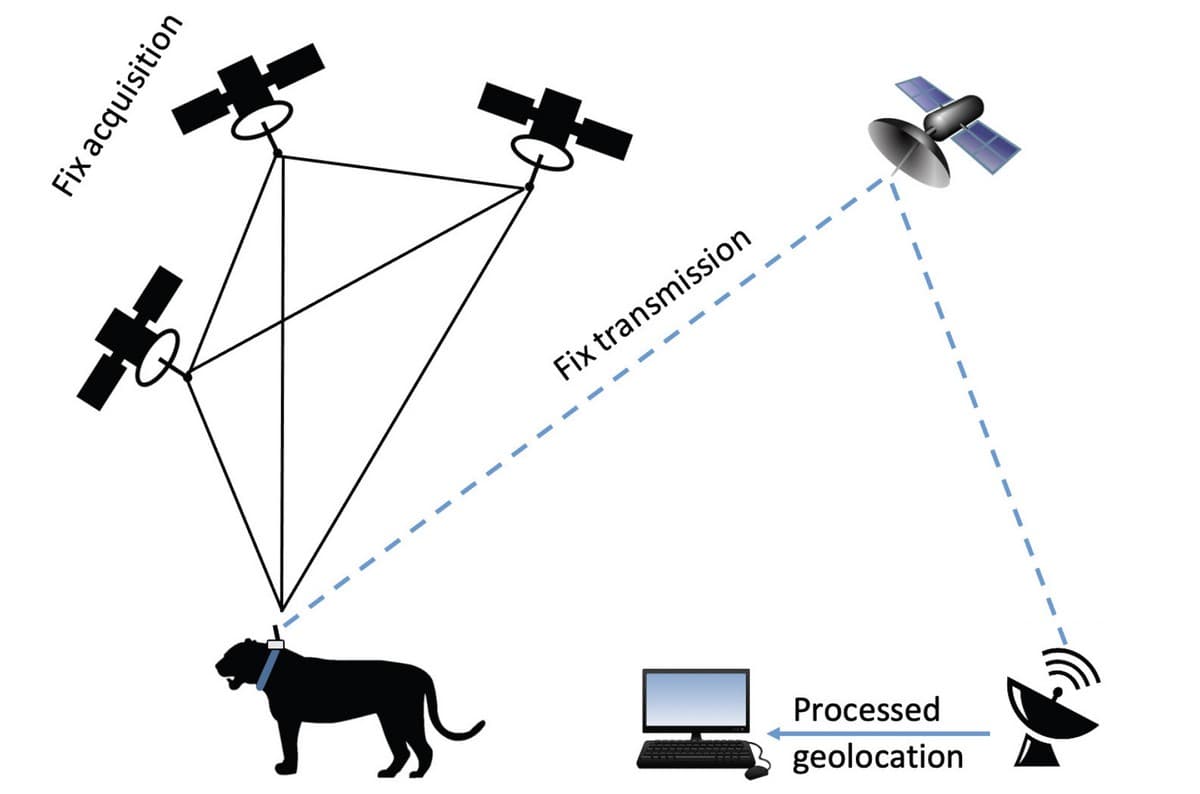 Human-Carnivore Conflict Mitigation - A schematic diagram explaining the process of GPS fix acquisition and transmission to the end user