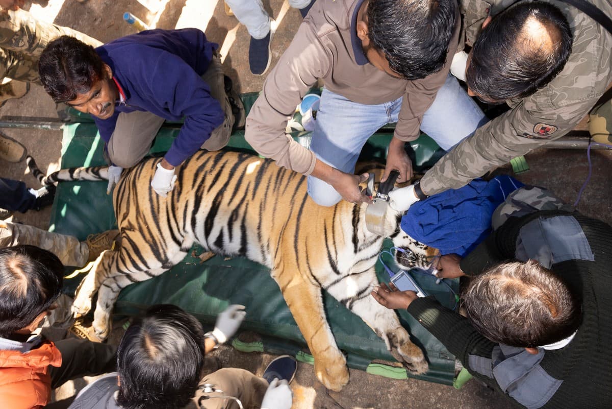 WCT’s wildlife veterinarian collaring a tiger.