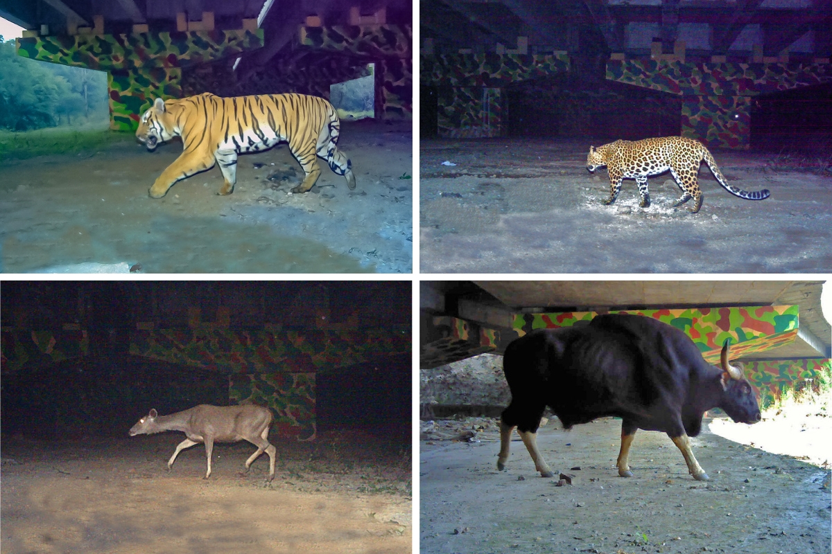 Corridor Connectivity: Camera trap photographs of a variety of large mammals using the underpass built on National Highway 44 along the Kanha-Pench corridor (Clockwise from top: tiger, leopard, gaur and sambar).