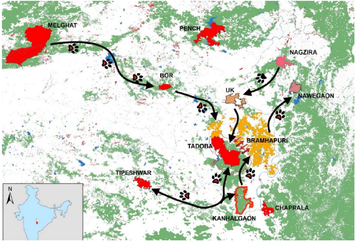 WCT Corridor Connectivity: WCT deciphered important functional tiger corridors connecting Tadoba-Andhari Tiger Reserve with other PAs using DNA extracted from tiger scat samples.