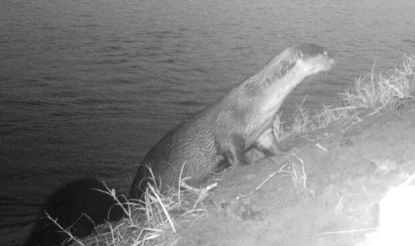 WCT BEES: Survey of Smooth-coated Otters