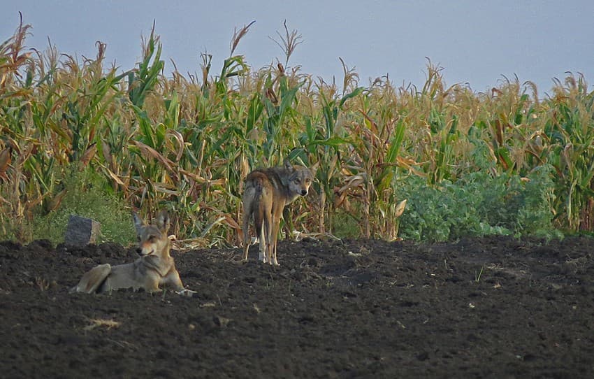Livestock Loss Due to Wolves
