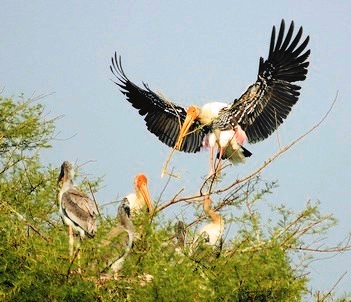 Habitat Restoration - Catalysing Conservation - Wildlife Conservation Trust (WCT)