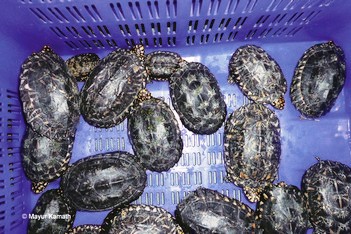 Catalysing Release of Confiscated Turtles - Catalysing Conservation - Wildlife Conservation Trust (WCT)