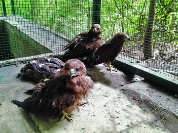 Supporting Animal Welfare Efforts - Catalysing Conservation - Wildlife Conservation Trust (WCT)