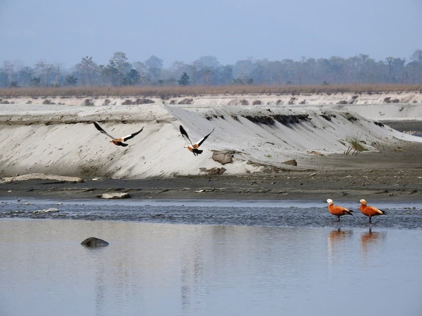 Preserving the White-bellied Heron and the White-winged Duck
