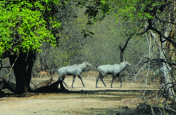 Ecological Assessment of Erstwhile Closed Areas - Catalysing Conservation - Wildlife Conservation Trust (WCT)