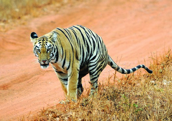 Grant For Genetic Research at NCBS - Catalysing Conservation - Wildlife Conservation Trust (WCT)