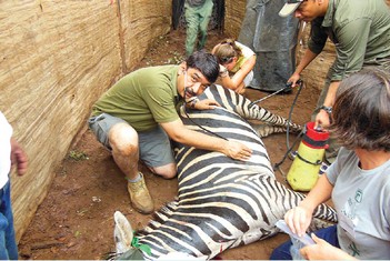 Facilitating Participation of Veterinary Doctors in International Training Programmes - Catalysing Conservation - Wildlife Conservation Trust (WCT)