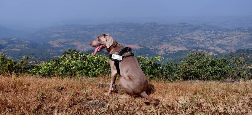 WCT’s Conservation Dogs Units (CDU) comprises, at the moment, three specially trained working dogs to carry out varied tasks related to detection of target species or indirect evidence left behind by wildlife or wildlife poachers, and a well-trained staff which works in tandem with these extraordinary dogs.
