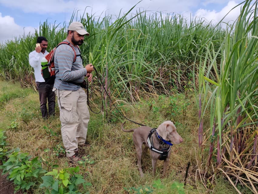 WCT’s Conservation Dogs Units (CDU) comprises, at the moment, three specially trained working dogs to carry out varied tasks related to detection of target species or indirect evidence left behind by wildlife or wildlife poachers, and a well-trained staff which works in tandem with these extraordinary dogs.