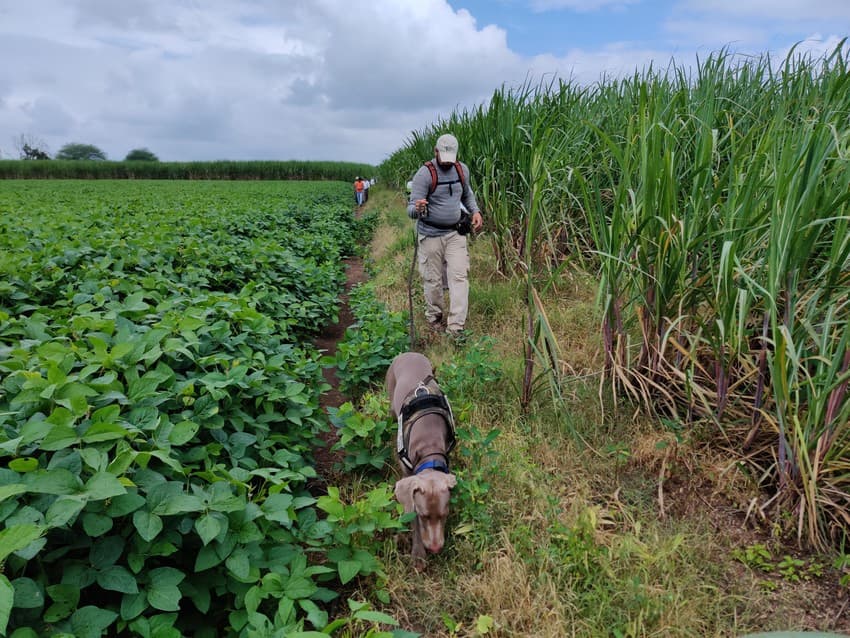 WCT’s Conservation Dogs Units (CDU) comprises, at the moment, three specially trained working dogs to carry out varied tasks related to detection of target species or indirect evidence left behind by wildlife or wildlife poachers, and a well-trained staff which works in tandem with these extraordinary dogs.