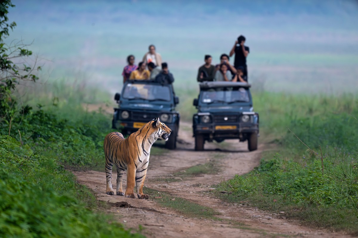 Regulated jeep safaris are not the principal cause of human-tiger conflict. When properly managed, they are instruments that finance conservation infrastructure, sustain rural livelihoods, and incentivise coexistence. Photo: Dr. Anish Andheria