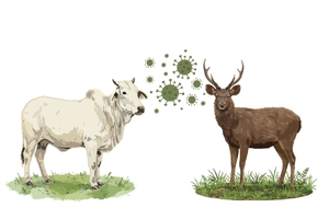 Infectious Disease Surveillance