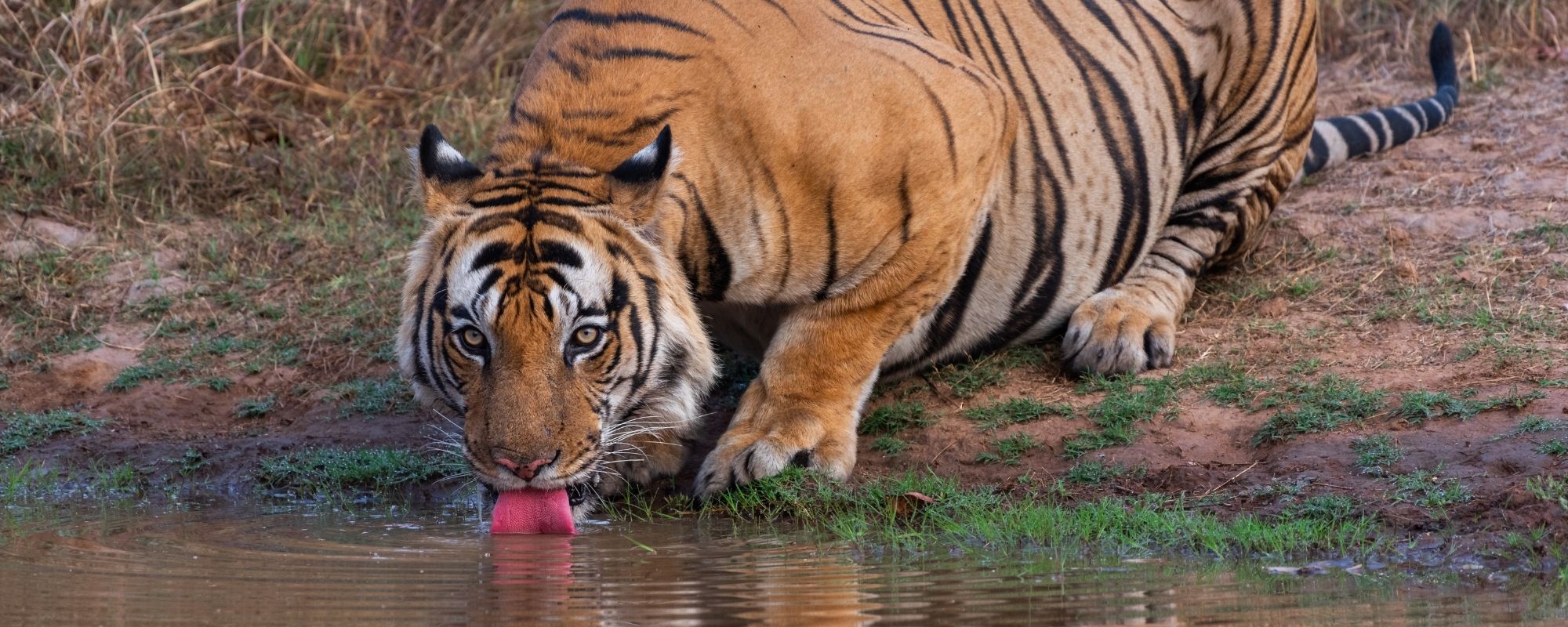 Large Carnivore Monitoring