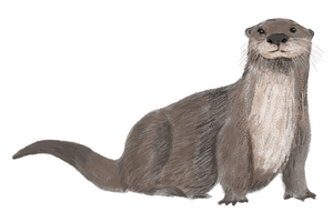 Otters and Hydrology