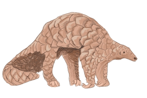 Pangolin Conservation & Rehabilitation