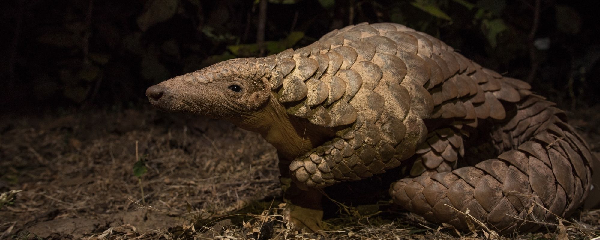 Pangolin Conservation & Rehabilitation