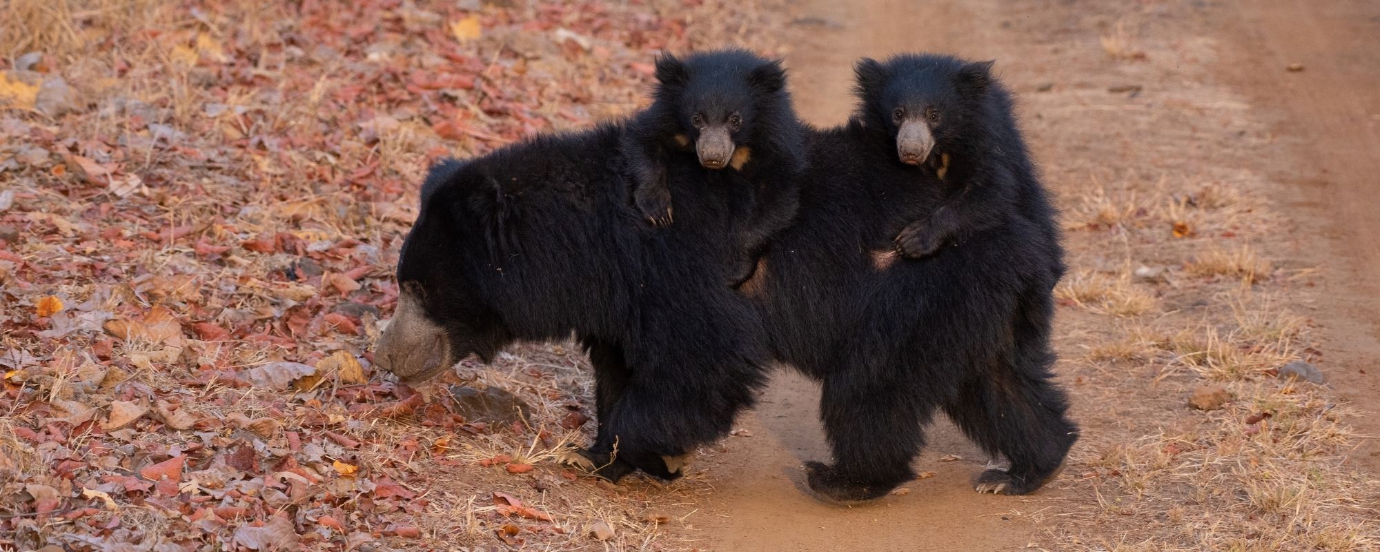 Western Ghats: Improving Large Carnivore Connectivity