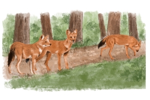 Western Ghats: Improving Large Carnivore Connectivity