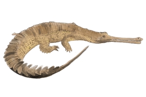 WCT is building a conservation roadmap for gharial conservation under its Programme Makara with an emphasis on Chambal River, and Son, Ghaghra, and Gandak Rivers.