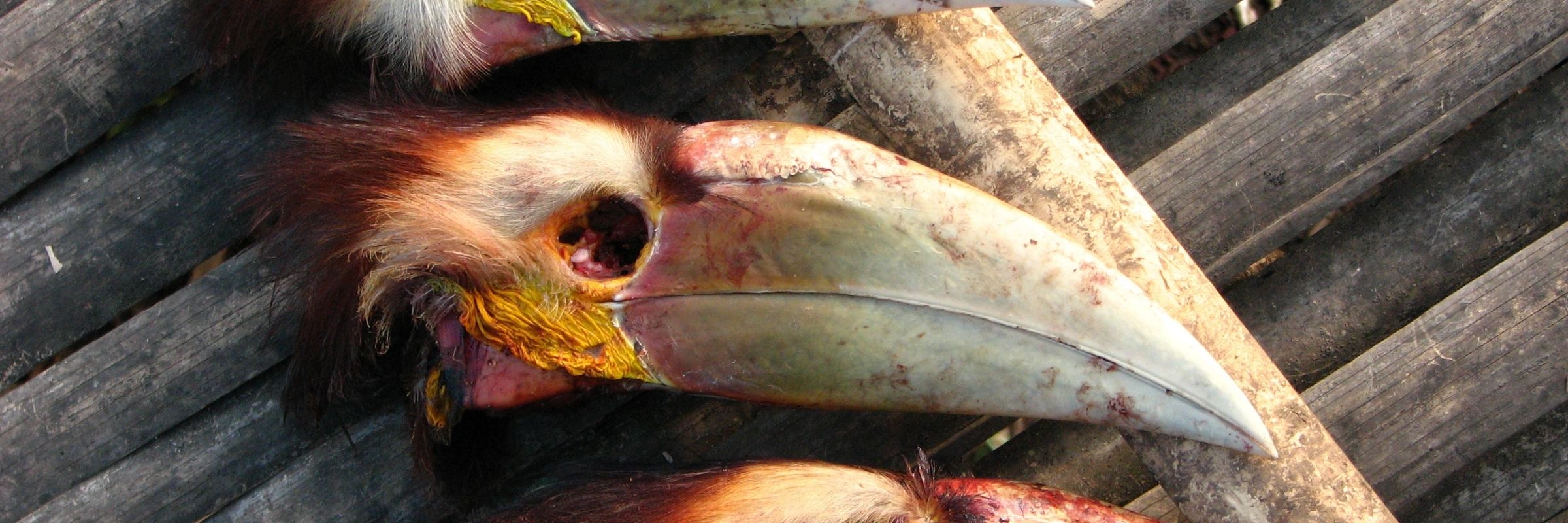Combatting Wildlife Crime: Under this programme, WCT’s law enforcement, forensics, and legal experts carry out training, capacity building, and sensitisation initiatives for a wide range of stakeholders.