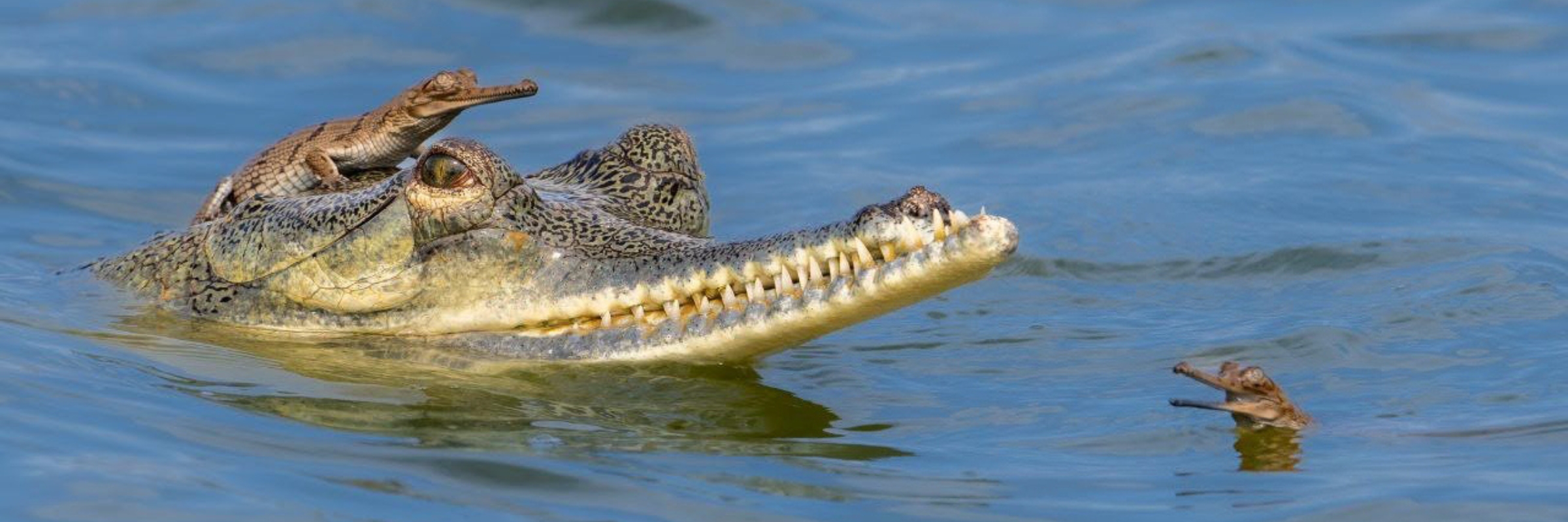 WCT is building a conservation roadmap for gharial conservation under its Programme Makara with an emphasis on Chambal River, and Son, Ghaghra, and Gandak Rivers.