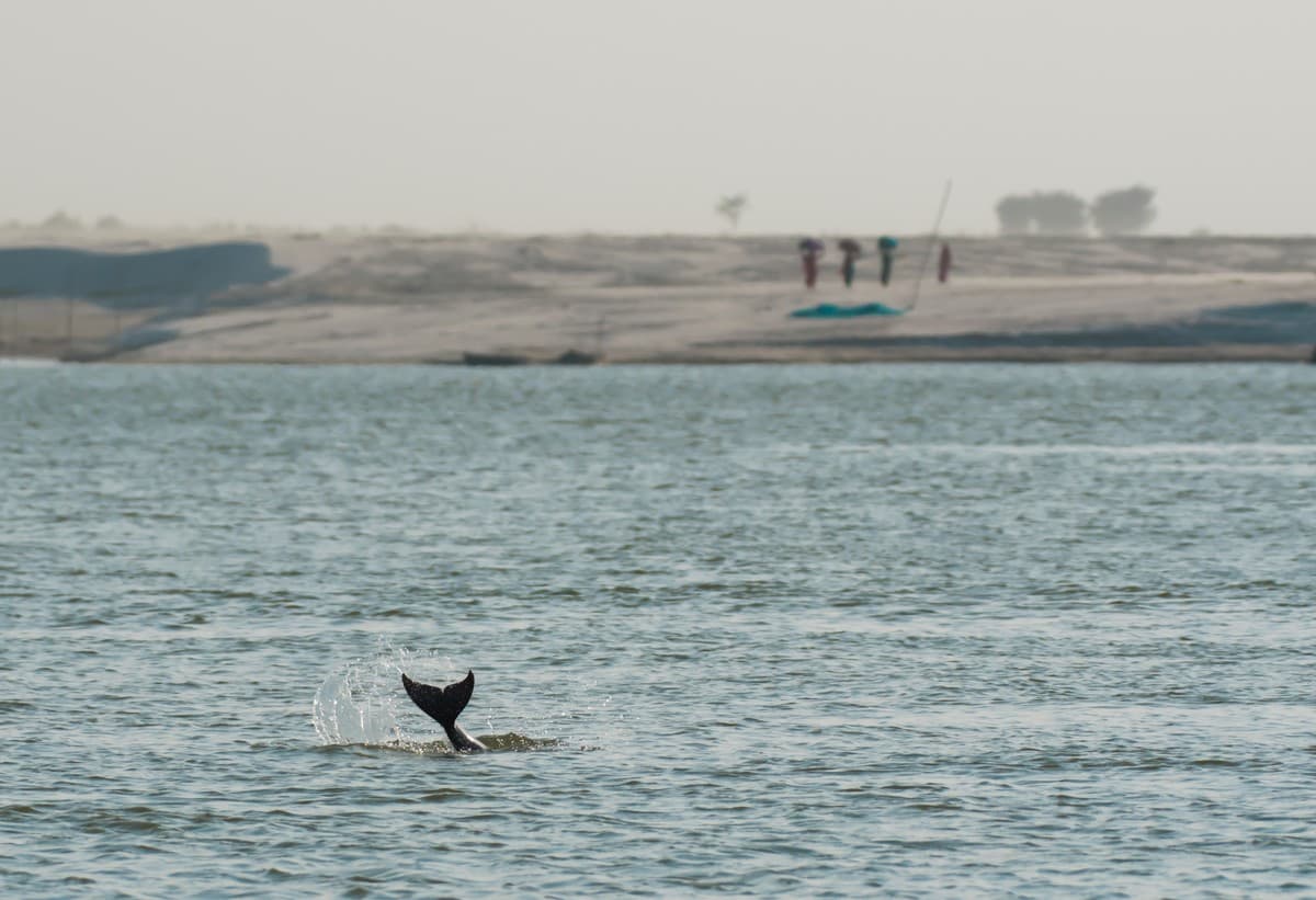 A Ganges river dolphin surfaces in Vikramshila Gangetic Dolphin Sanctuary, Bihar. Photo credit: Mrinal Kaushik_CC BY-SA 4.0