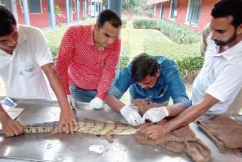 Facilitating Reintroduction of Gharial in Harike-Beas River System - Catalysing Conservation - Wildlife Conservation Trust (WCT)