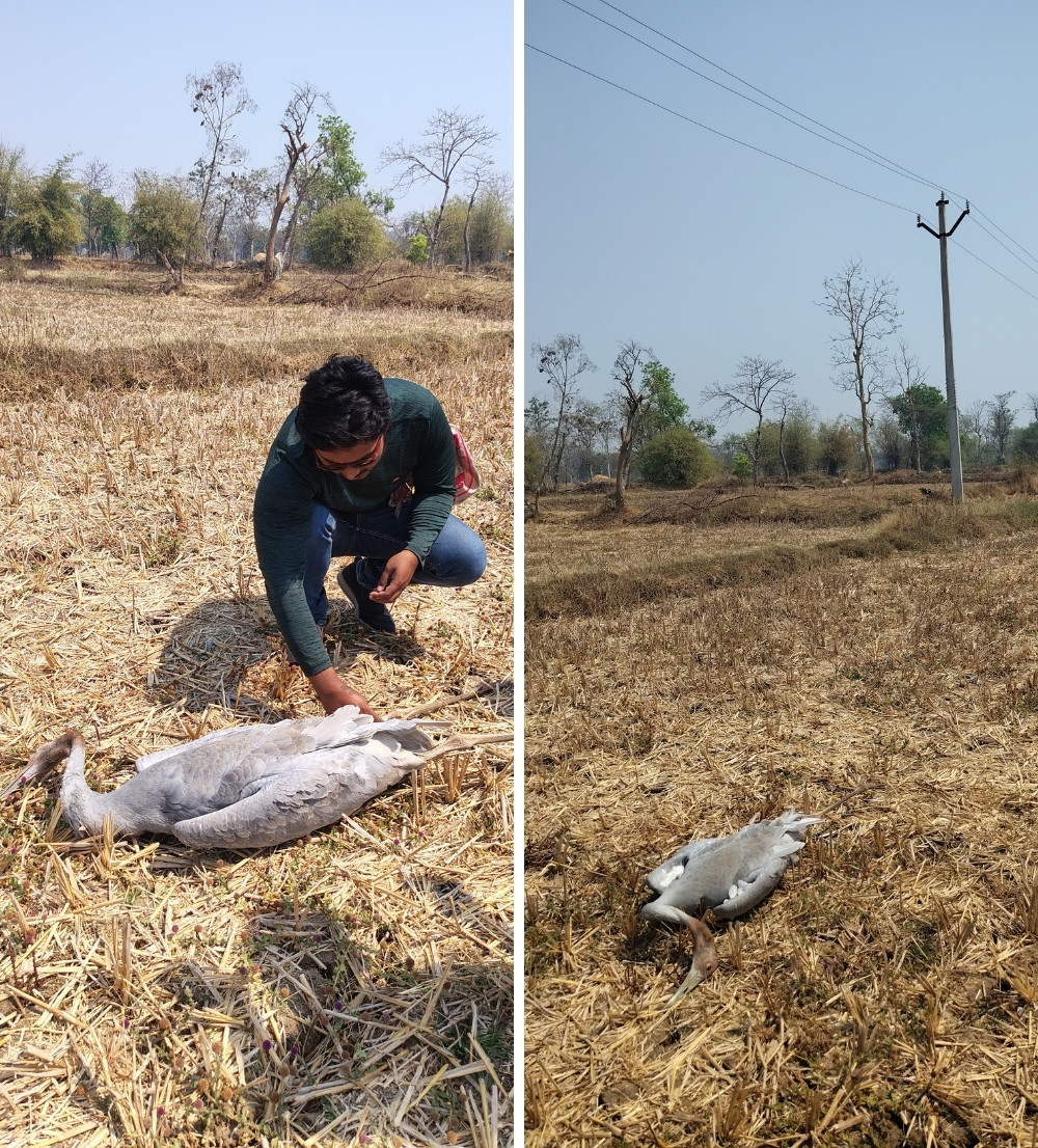 From Soil to the Skies - The carcass of an electrocuted juvenile Sarus Crane. These young Sarus Cranes died after colliding with overhead wires in Gondia, a tragic reminder of how power lines continue to threaten the species across its range.