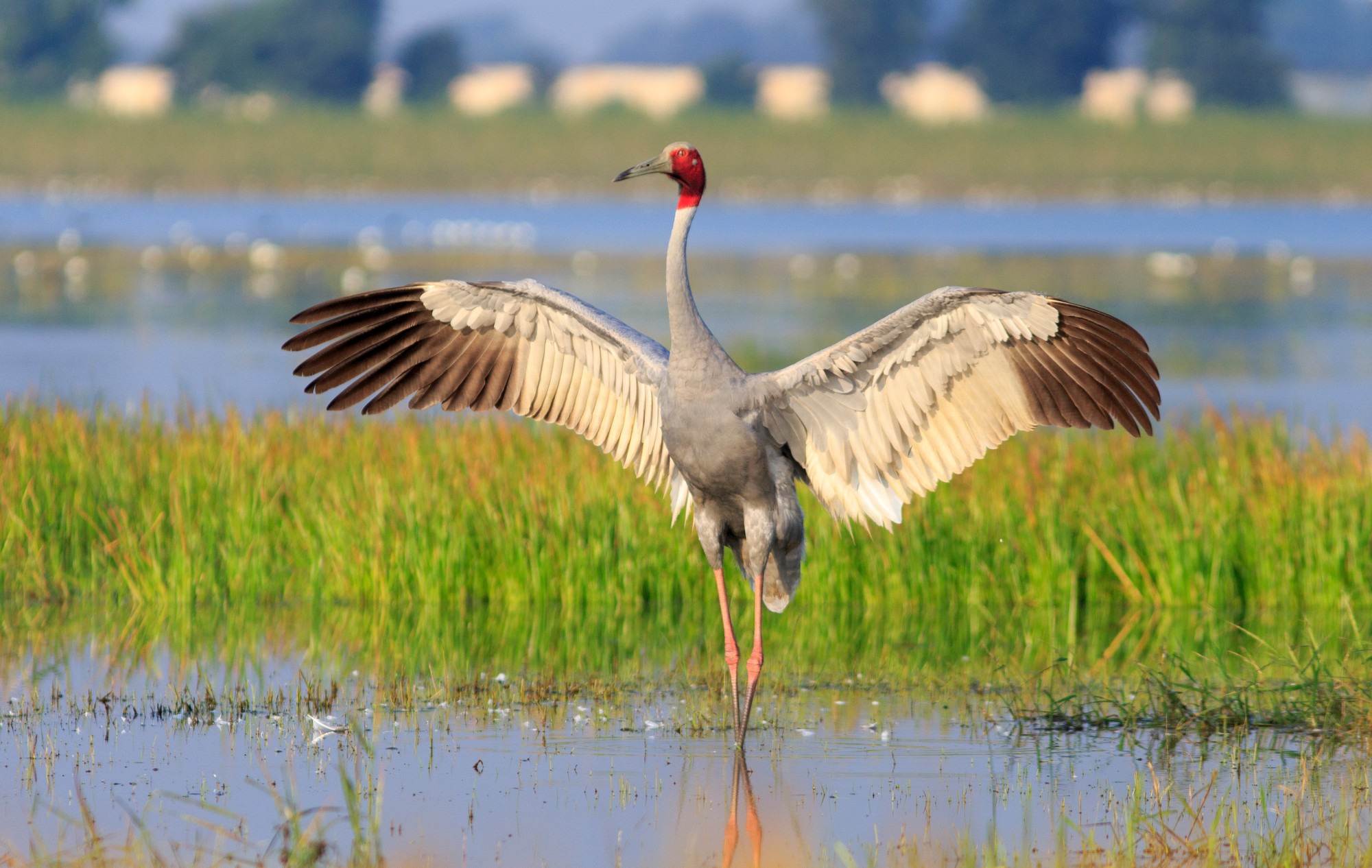 From Soil to the Skies - The Sarus Crane (Grus antigone), the world’s tallest flying bird, faces a steady population decline in Gondia. Known for its graceful courtship dances and lifelong pair bonds, this bird relies heavily on wetland habitats to feed and breed.