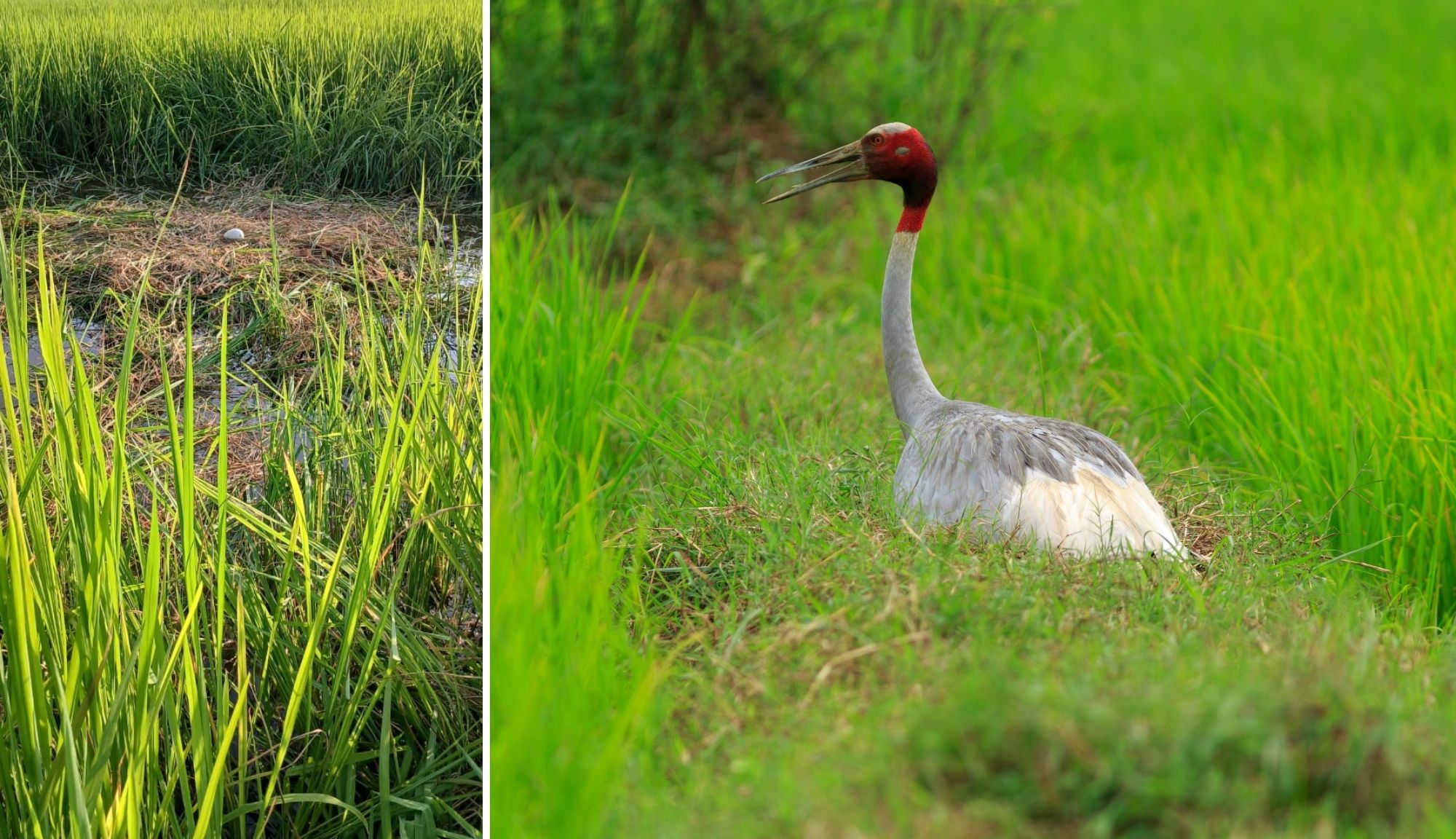 From Soil to the Skies - A Sarus Crane nesting in a paddy field (right), and an abandoned nest (left). Habitat loss, wetland degradation, and increasing human pressures threaten the species’ chances of survival.