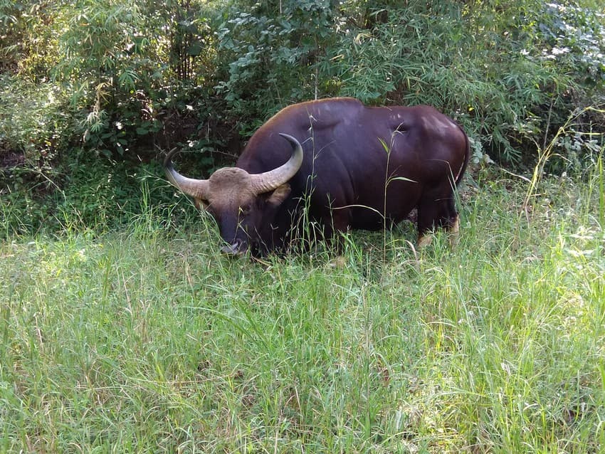 WCT BEES - Investigating the Effects of Road Network on Genetic Connectivity and Population Structure of Gaur (Bos gaurus) in Central Indian Landscape.