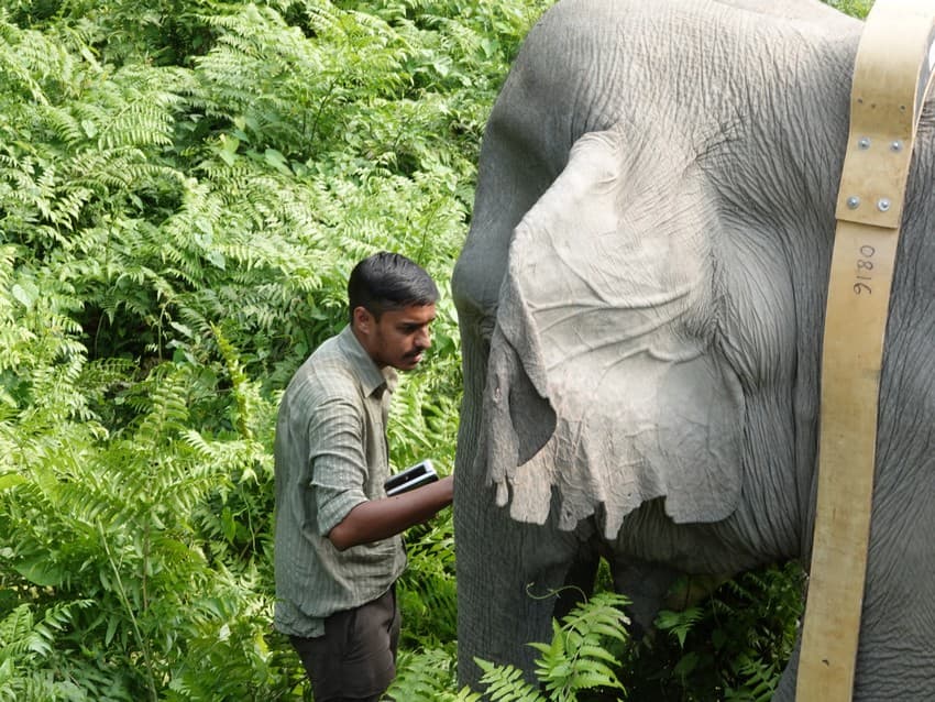 WCT BEES Grants- Evaluating the efficacy of human elephant conflict (HEC) mitigation strategies in reducing negative interactions in a biodiversity hotspot