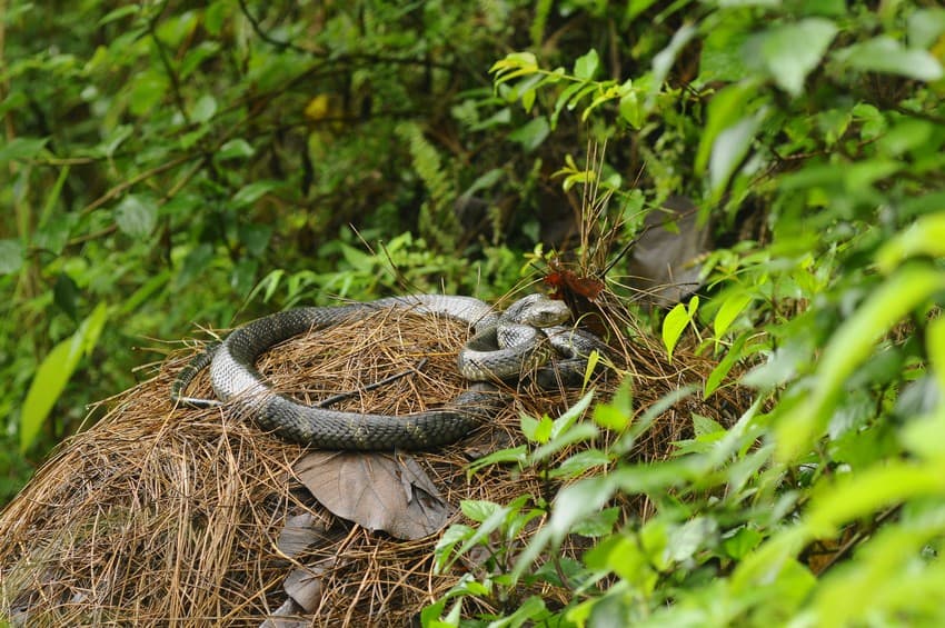 WCT BEES GRANTS - King Cobras of the Western Himalayas: Nest Ecology & Conservation
