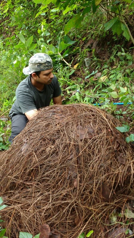 WCT BEES GRANTS - King Cobras of the Western Himalayas: Nest Ecology & Conservation