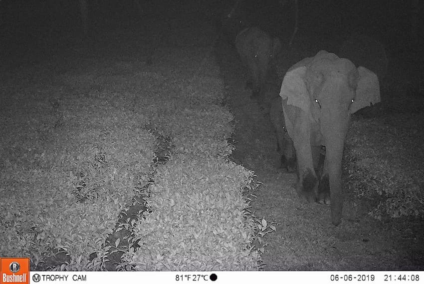 WCT BEES Grants- Evaluating the efficacy of human elephant conflict (HEC) mitigation strategies in reducing negative interactions in a biodiversity hotspot