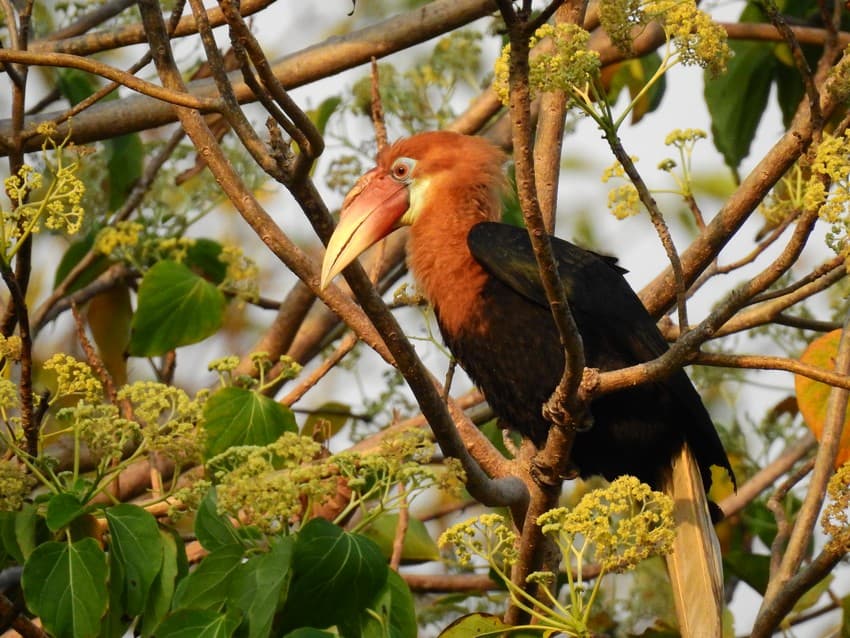 WCT BEES Grants - The Unique Case of Narcondam Hornbill