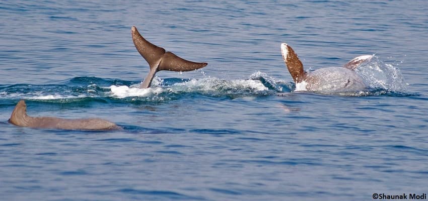 WCT BEES Grants - Assessing the status of humpback dolphins and finless porpoises in a marine biodiversity hotspot off the west coast of India