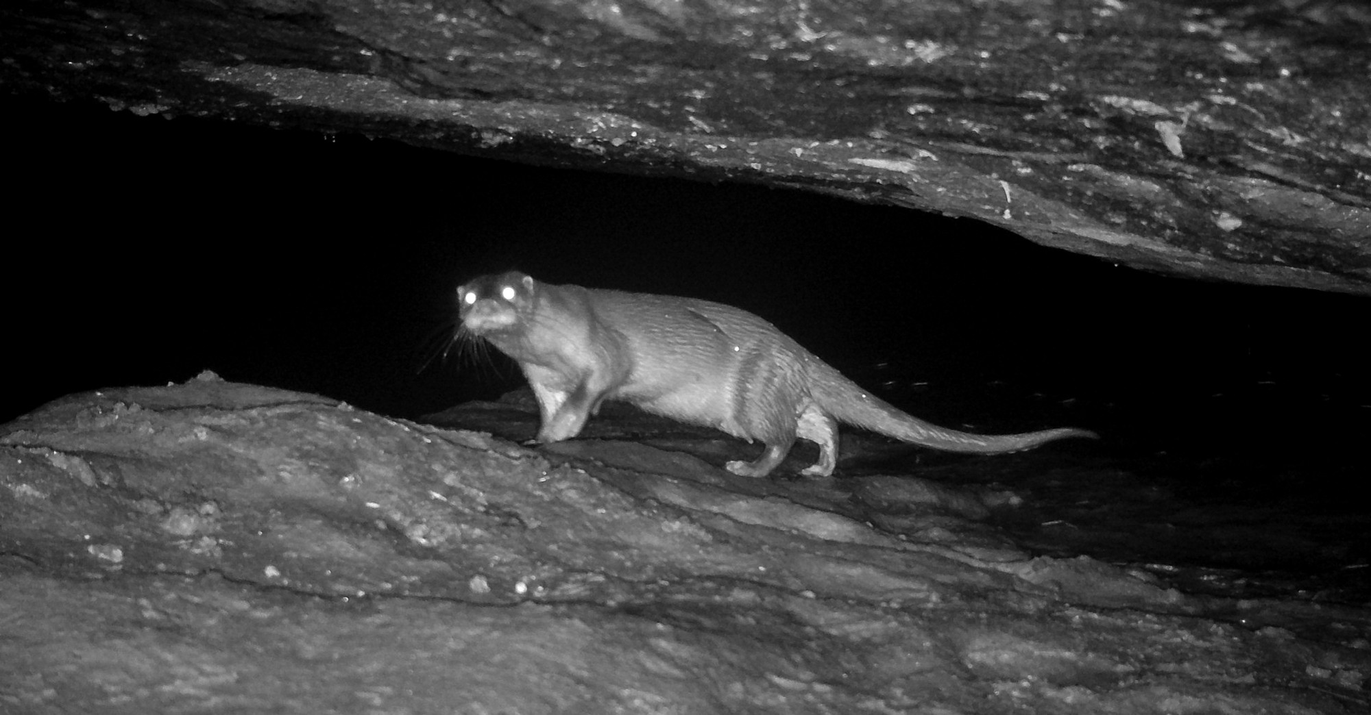 The Satpura Otter Saga - Eurasian otters are highly nocturnal in their ways and inhabit mountain streams and deep perennial pools. Photo: WCT