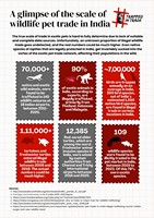 The #TrappedInTrade campaign is focused on the serious issue of growing demand for exotic animals in India and the urgent need for stronger wildlife laws for better regulation of trade in exotic species in the country.