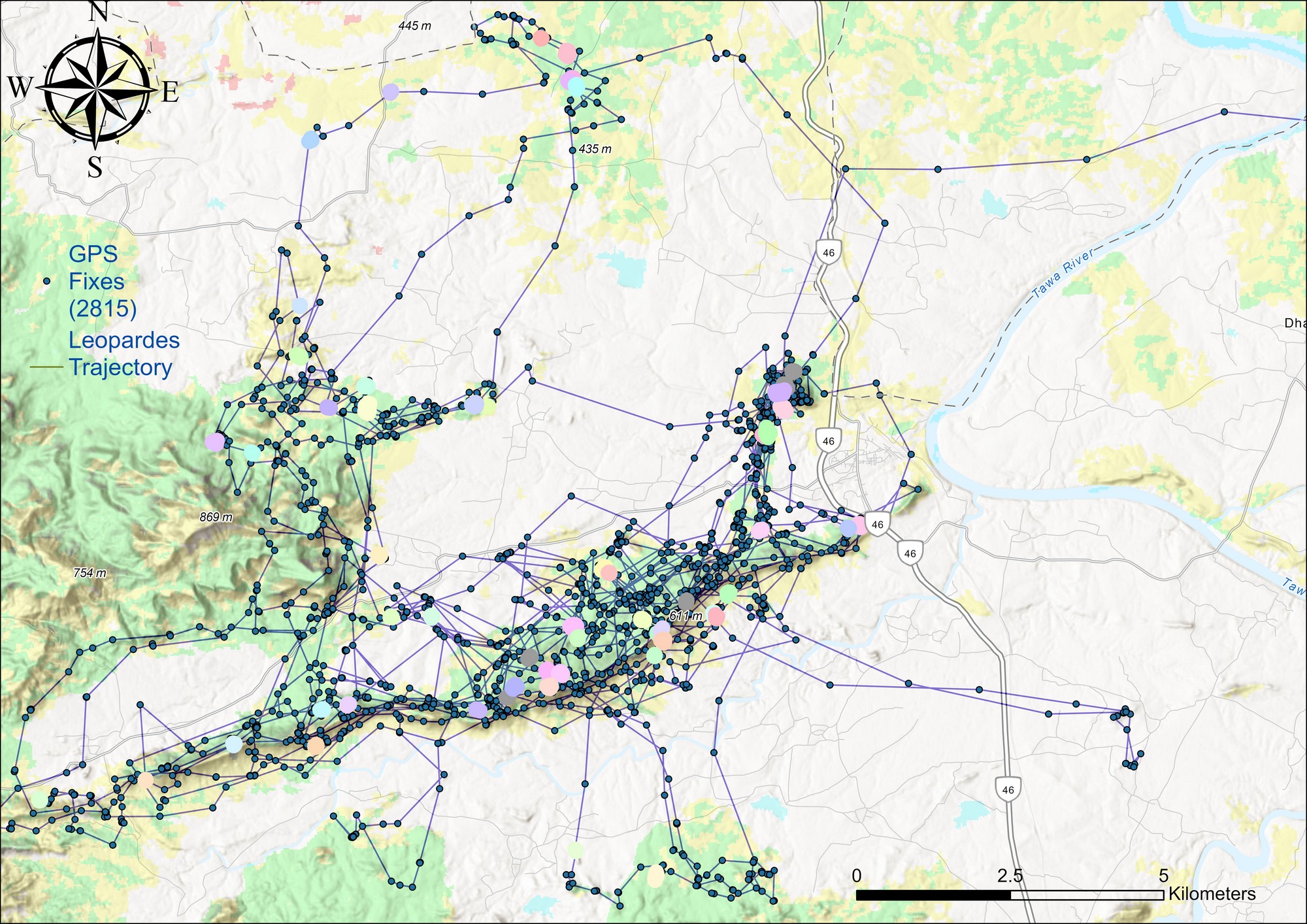 Like a game of connecting the dots, connecting the GPS locations of the rescued and translocated leopardess gives us a sense of the cat’s spatial behaviour, with a focus on how she navigates her habitat, her proximity to human settlements, and the landscape features she uses. The large cluster in this map tells us that the leopardess used that area to rest and hunt, all the while strategically avoiding human infrastructure such as highways and railway tracks.
