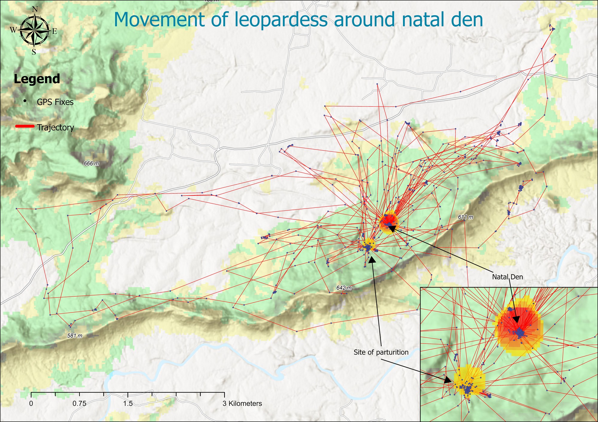 Observation of the GPS fixes (black dots) and movement trajectories (red lines) in relation to topographic and vegetative features in the map illustrate the movement patterns of a leopardess around her natal den, highlighting dense activity near the den site with frequent entry and exit pathways, as well as the site of parturition (the process of giving birth). The dense web of trajectories suggests high activity within this area, likely owing to the leopardess’s need to budget time for hunting and returning to care for her cubs. Photo: WCT
