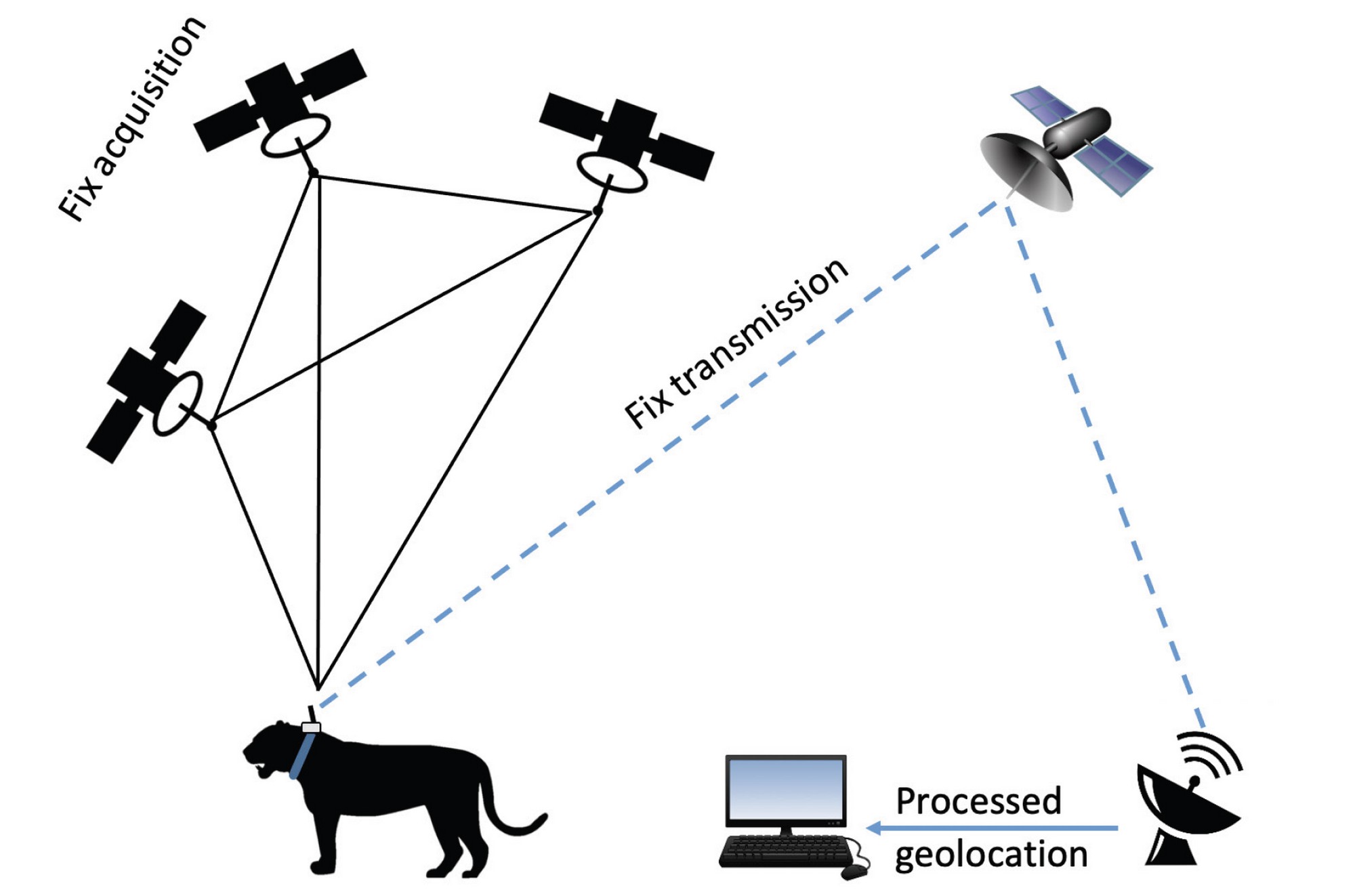 Connecting The Dots and Mitigating Conflict - A schematic diagram explaining the process of satellite telemetry, and GPS fix and transmission to the end user. Photo: WCT