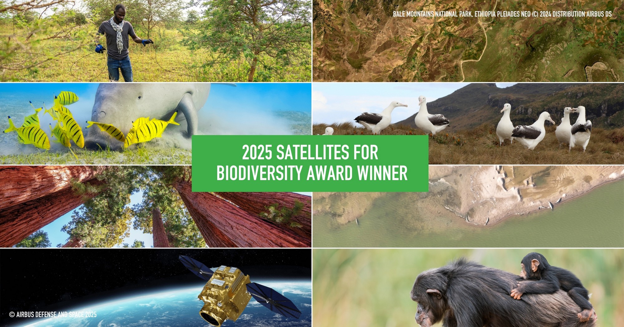 WCT has been selected as one of the 2025 Satellites for Biodiversity Award Winners! In partnership with the Connected Conservation Foundation (CCF), UK, and the Airbus Foundation, WCT is harnessing high-resolution satellite imagery, on-the-ground data, and ecological research to conserve and monitor gharial and turtle habitat in the Gangetic Basin.