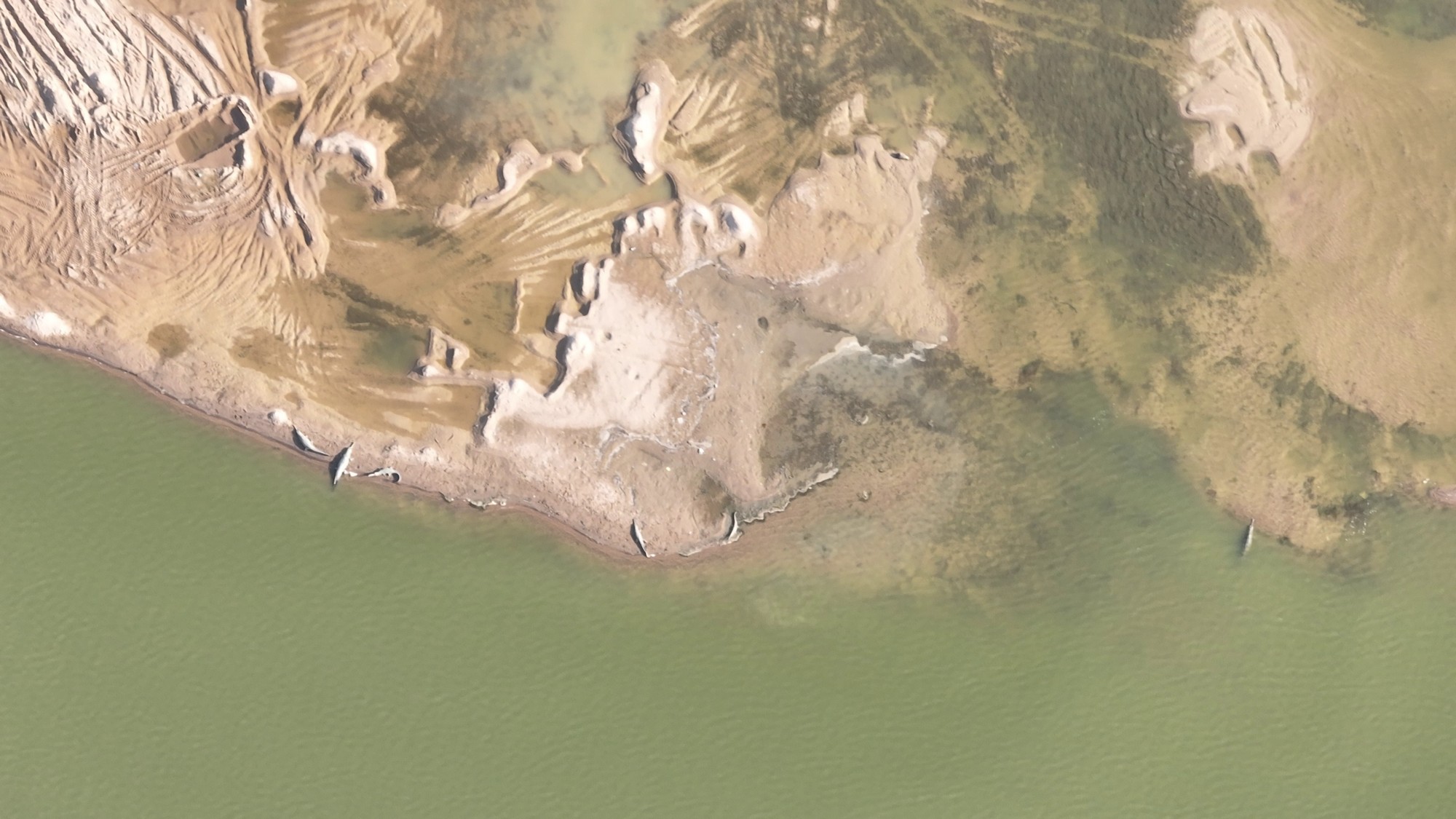 WCT has been selected as one of the 2025 Satellites for Biodiversity Award Winners! In partnership with the Connected Conservation Foundation (CCF), UK, and the Airbus Foundation, WCT is harnessing high-resolution satellite imagery, on-the-ground data, and ecological research to conserve and monitor gharial and turtle habitat in the Gangetic Basin.