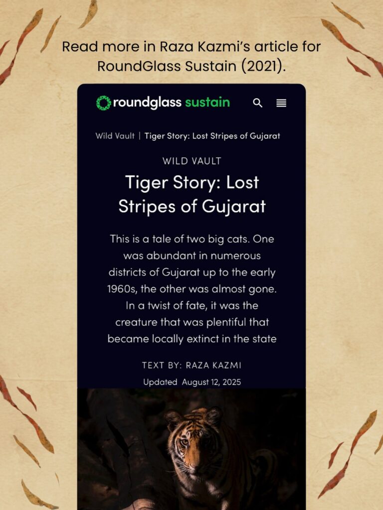 Tiger Story: Lost Stripes of Gujarat: At the turn of the 20th century, Gujarat was the only place in the world where you could hope to see four big cats — lion, leopard, tiger, and cheetah. The first two still live in Gujarat. Unfortunately, the Asiatic cheetah and Gujarat’s tigers.